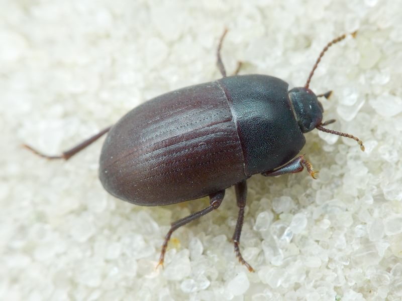 Tenebrionidae Latreille, 1802